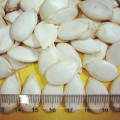 Top Quality Shine Skin White Pumpkin Seeds Grade 2